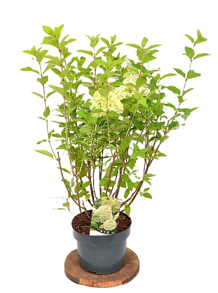 Hydrangea paniculata Limelight C5 - Heesterkwekerij JC Niesing populaire pluimhortensia