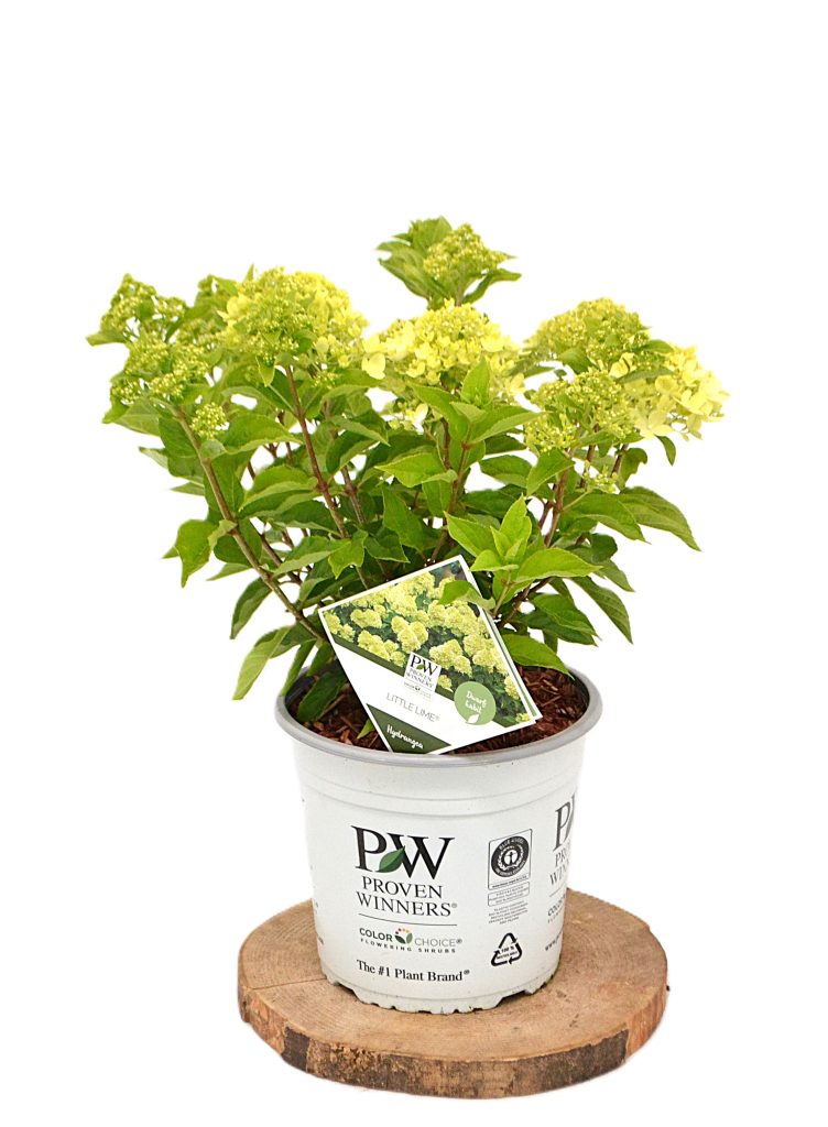 Hydrangea paniculata Little Lime C5 - Heesterkwekerij JC Niesing compacte pluimhortensia