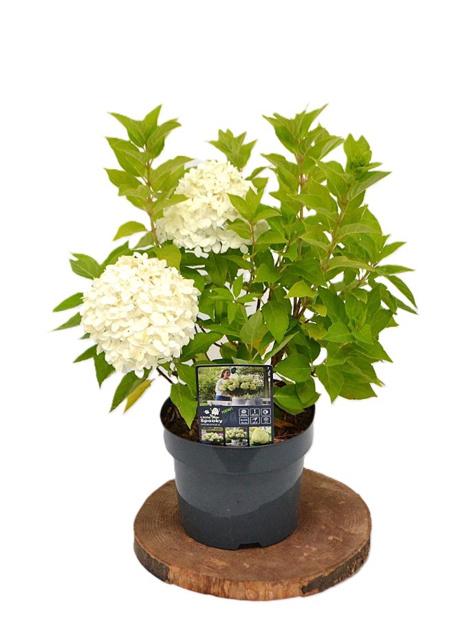 Hydrangea paniculata Little Spooky C3 - Heesterkwekerij JC Niesing dwerg hortensia