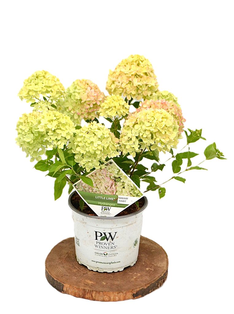 Hydrangea paniculata Little Lime C3 - Heesterkwekerij JC Niesing compacte pluimhortensia