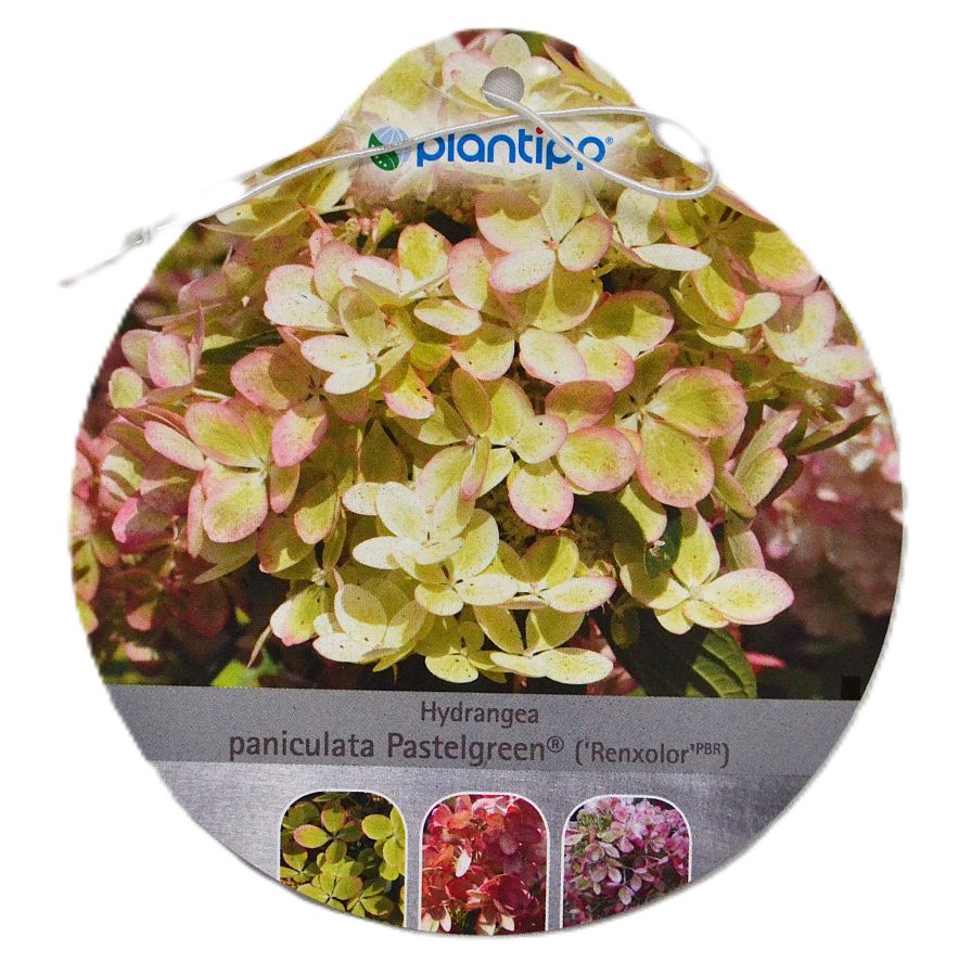 Hydrangea paniculata Pastelgreen etiket