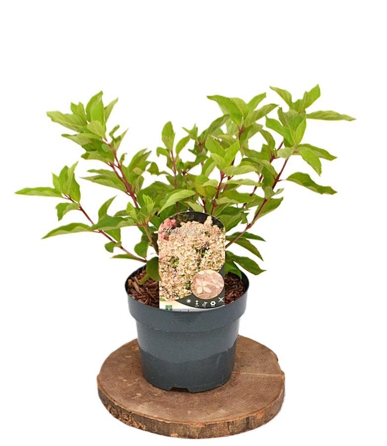 Hydrangea paniculata Phantom C3 - Heesterkwekerij JC Niesing pluimhortensia bolbloemen
