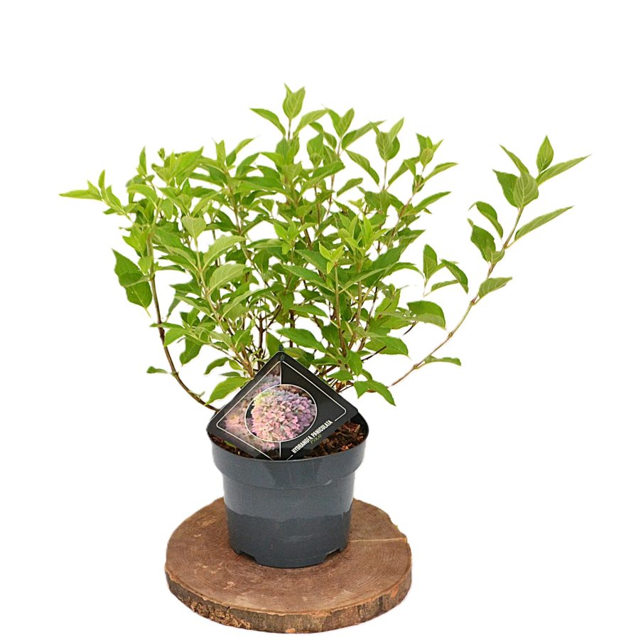 Hydrangea paniculata Pixio C3 - Heesterkwekerij JC Niesing pluimhortensia