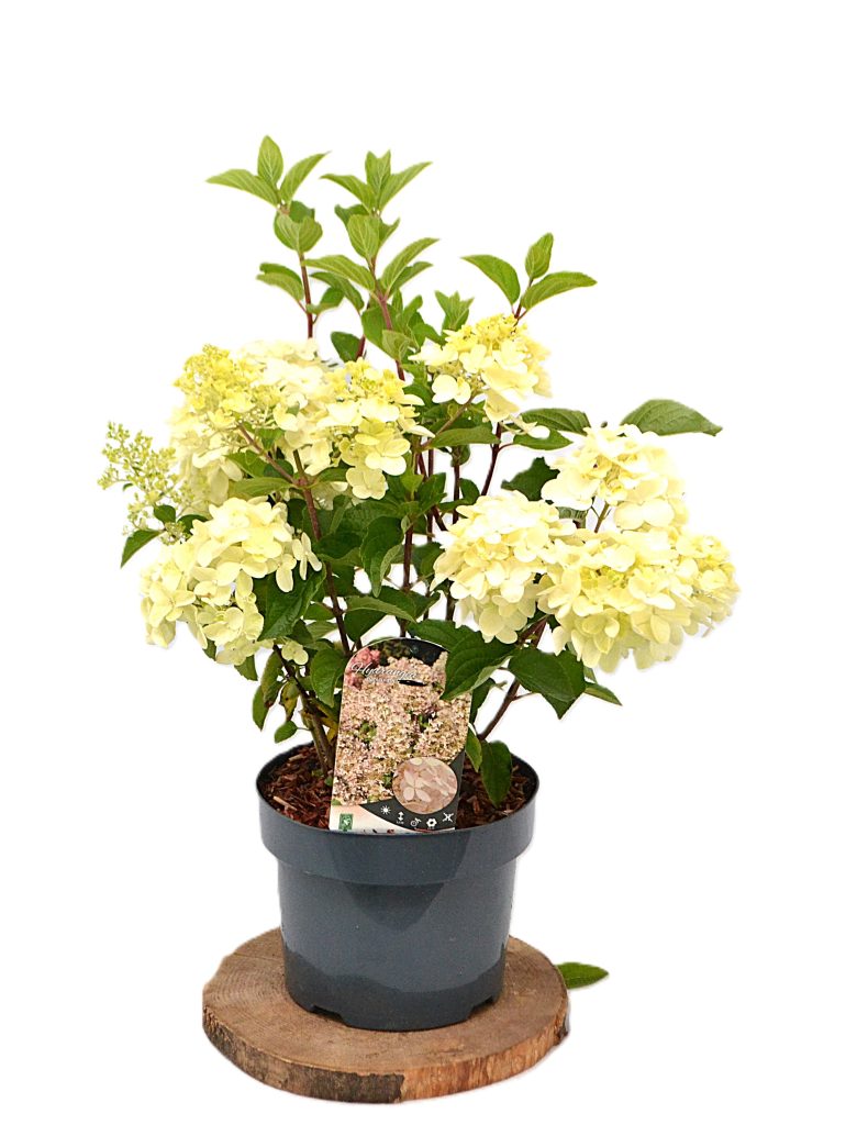 Hydrangea paniculata Silver Dollar C3 - Heesterkwekerij JC Niesing pluimhortensia