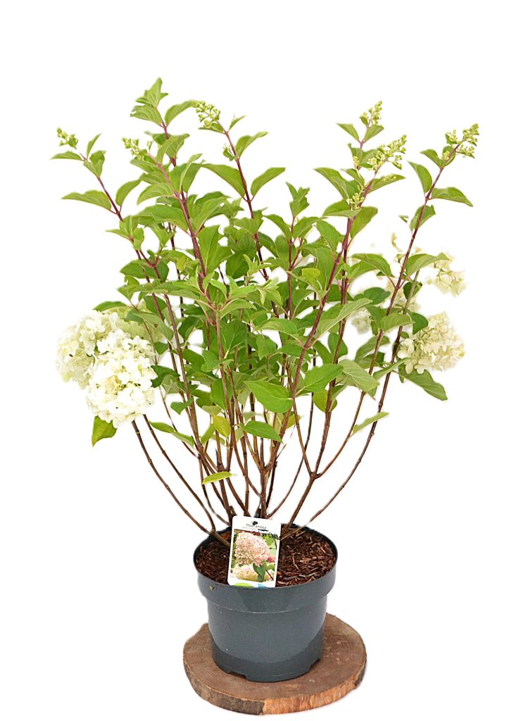 Hydrangea paniculata Silver Dollar C5 - Heesterkwekerij JC Niesing pluimhortensia