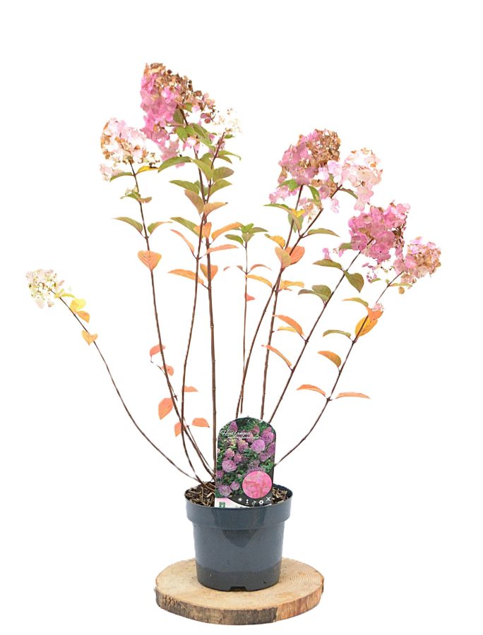 Hydrangea paniculata Sundae Fraise C5 - Heesterkwekerij JC Niesing pluimhortensia