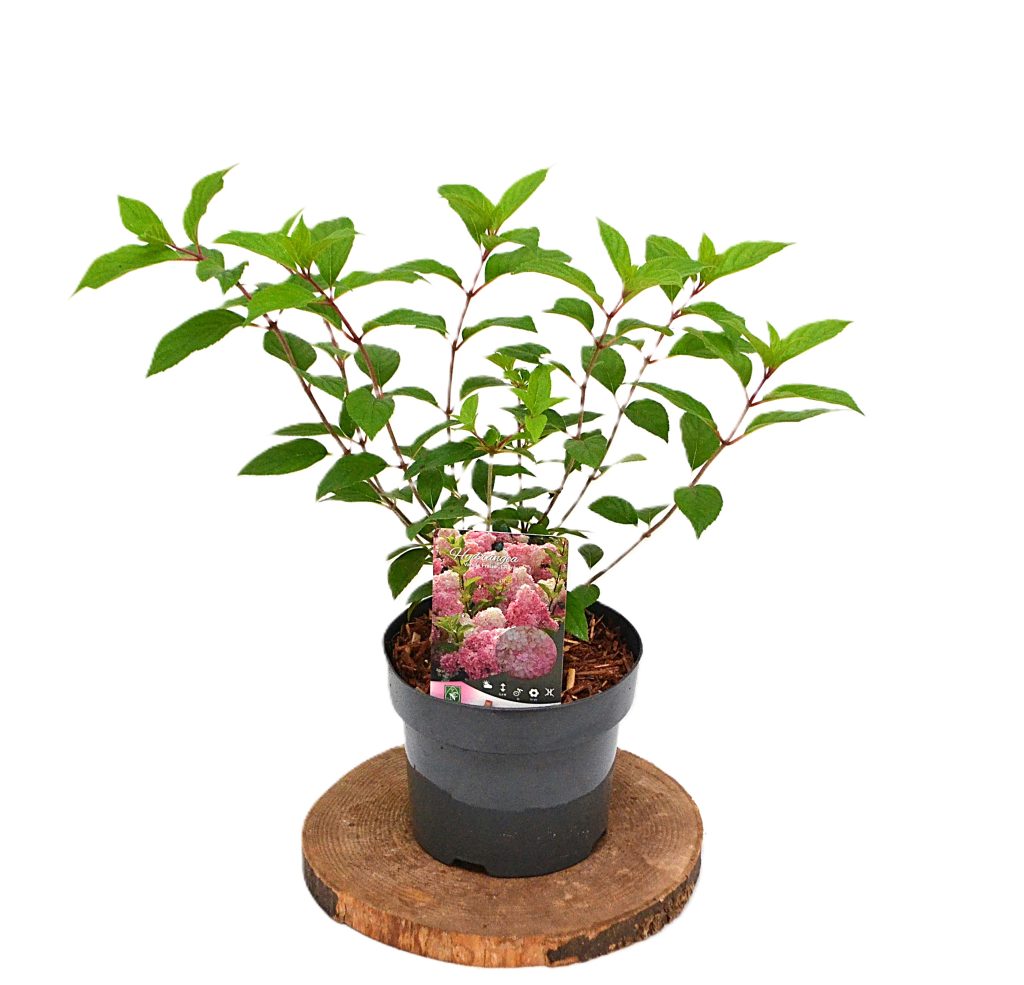 Hydrangea paniculata Vanille Fraise C3 - Heesterkwkerij JC Niesing pluimhortensia