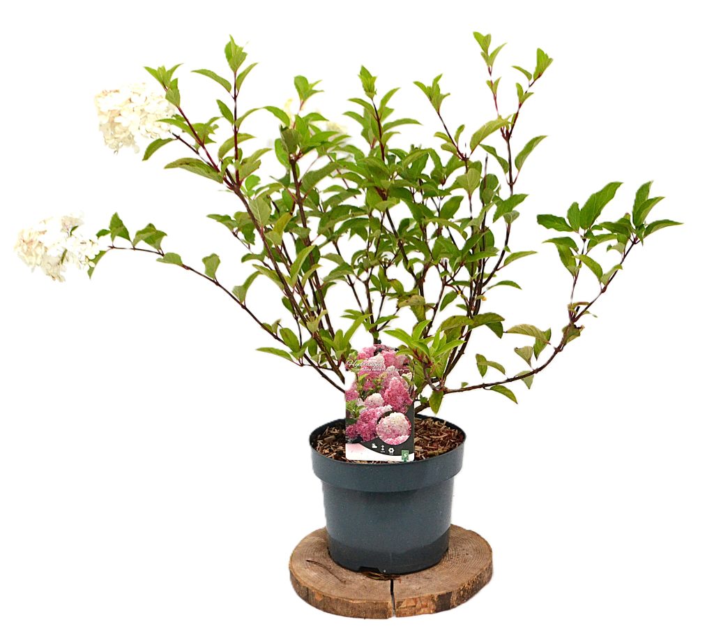 Hydrangea paniculata Vanille Fraise C5 - Heesterkwkerij JC Niesing