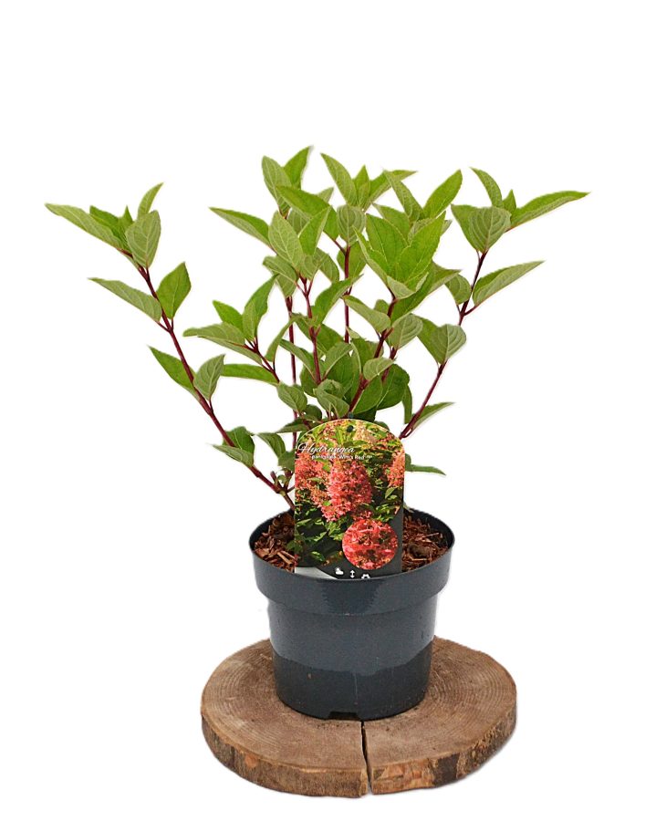 Hydrangea paniculata Wim's Red C3 - Heesterkwekerij JC Niesing pluimhortensia