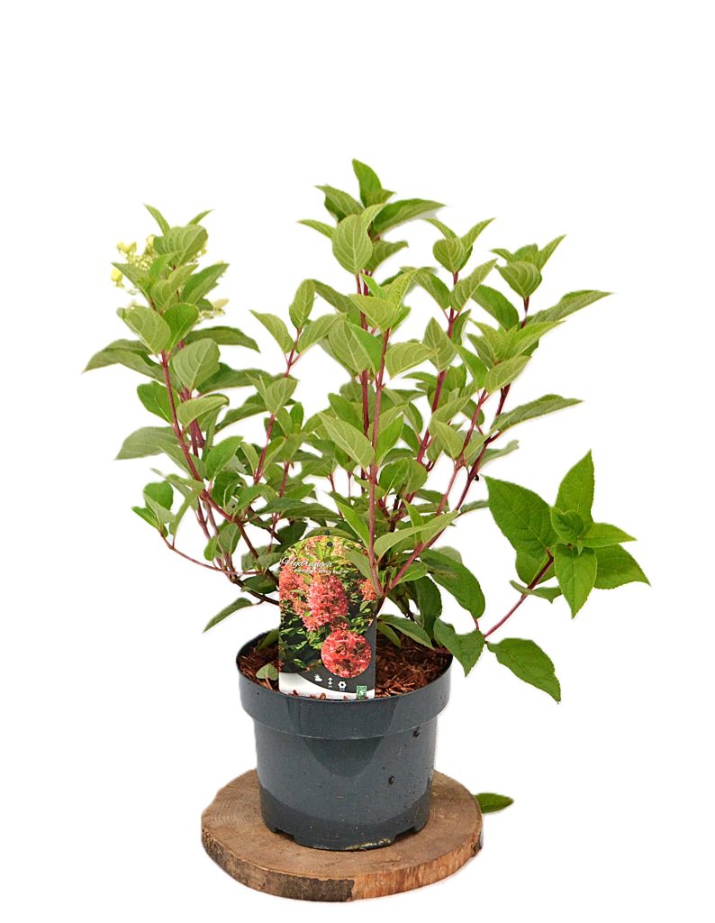 Hydrangea paniculata Wim's Red C5 - Heesterkwekerij JC Niesing pluimhortensia