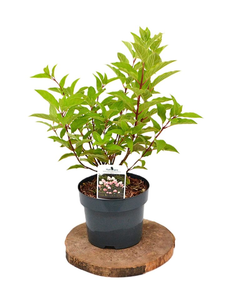 Hydrangea paniculata Living Pink en Rose C3 - Heesterkwekerij JC Niesing hortensia