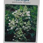 Hydrangea paniculata Kyushu Etiket