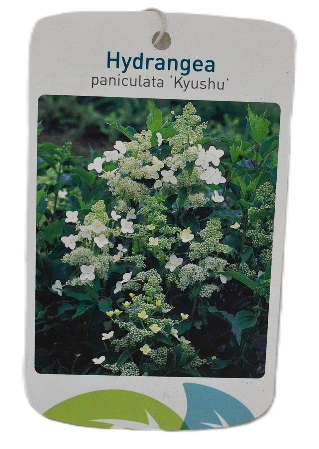 Hydrangea paniculata Kyushu Etiket