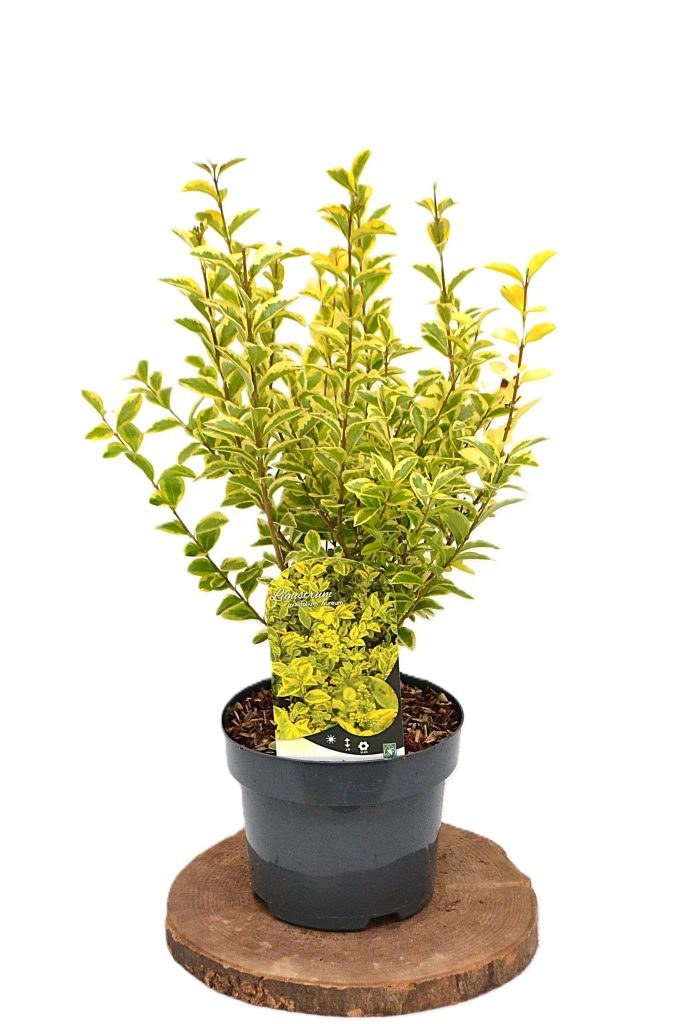 Ligustrum ovalifolium Aureum C3 - Heesterkwekerij JC Niesing haagplant bladhoudend
