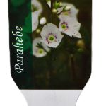 Parahebe Avalanche etiket