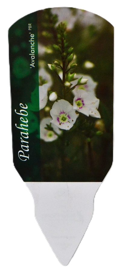 Parahebe Avalanche etiket