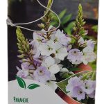 Parahebe Pink Avalanche etiket