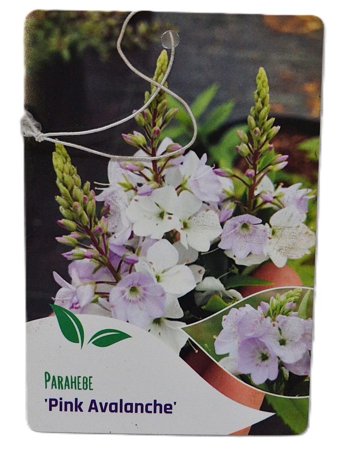 Parahebe Pink Avalanche etiket