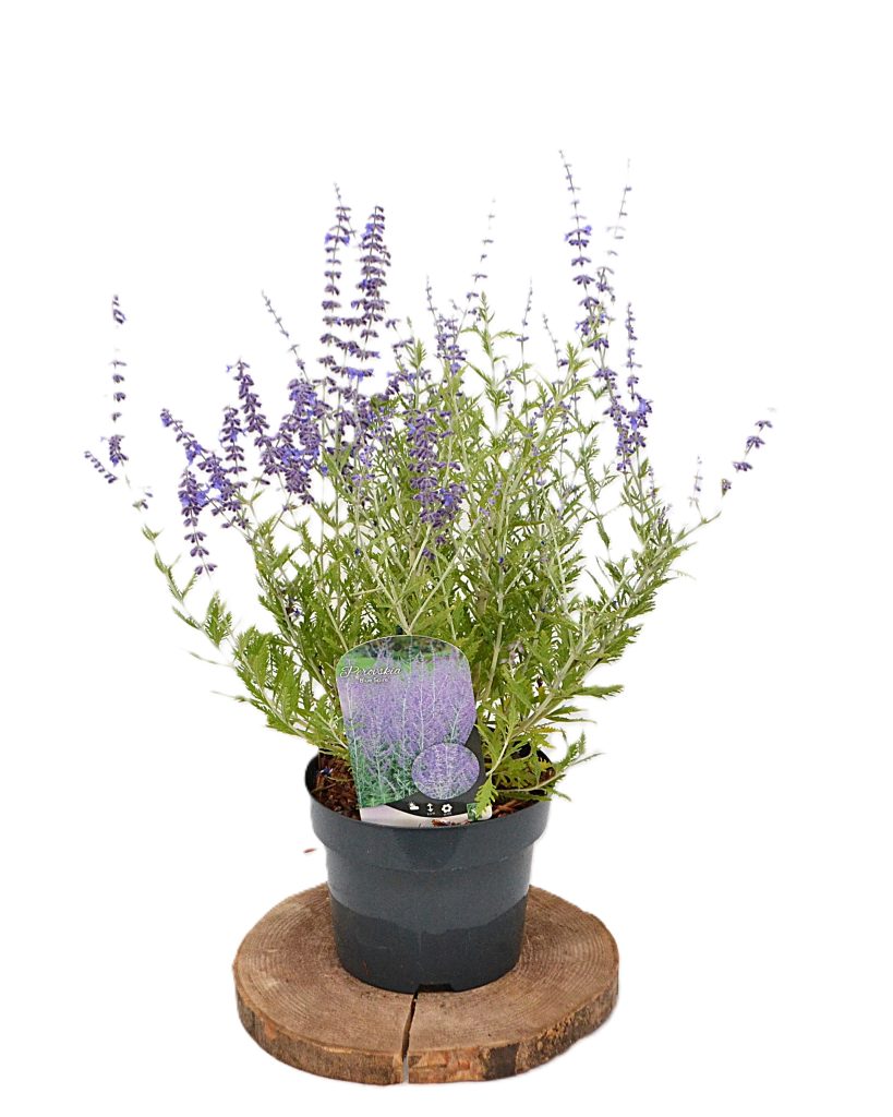 Perovskia Blue Spire C3 - Heesterkwekerij JC Niesing geurende plant