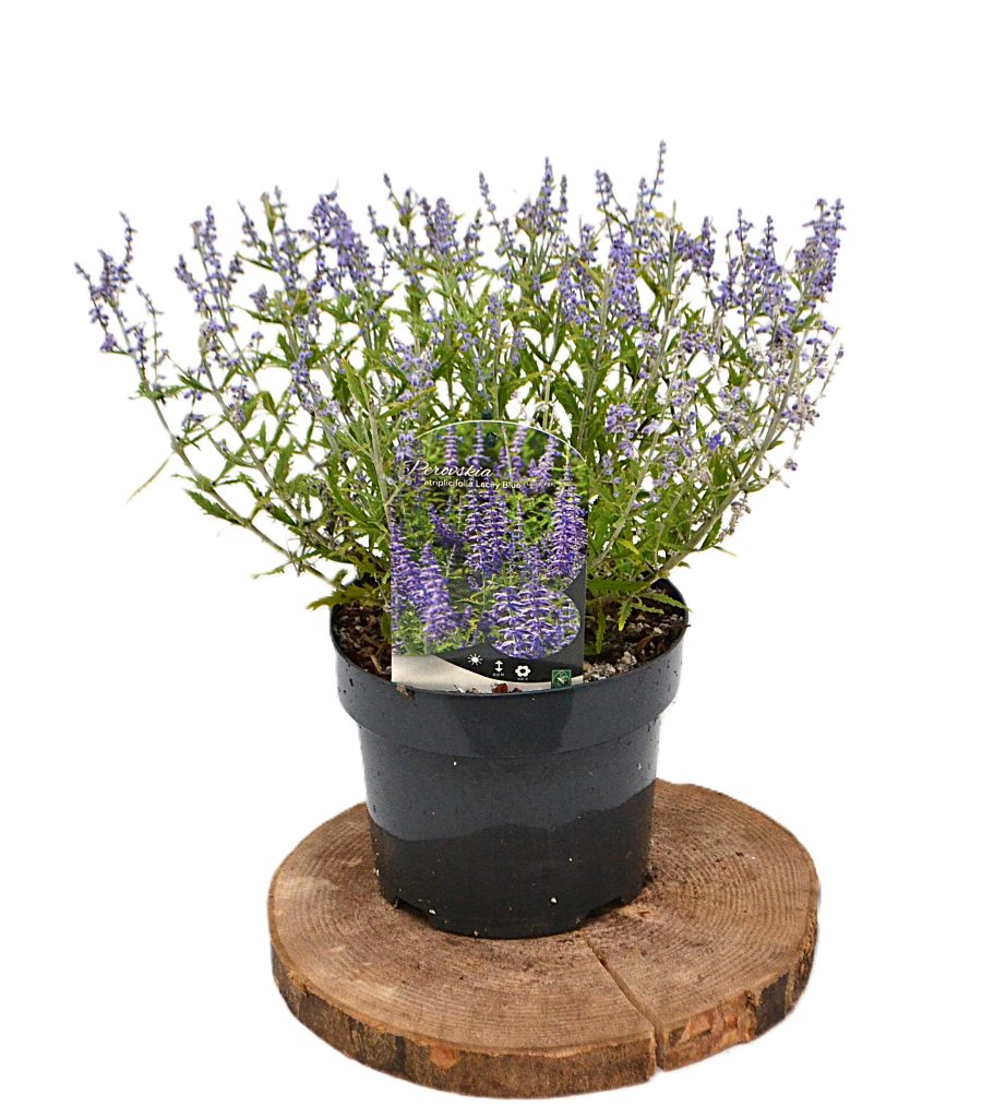 Perovskia atriplicifolia Lacey Blue C3- Heesterkwekerij JC Niesing geurende plant