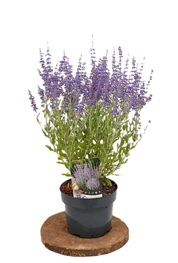 Perovskia Prime Time C3 - Heesterkwekerij JC Niesing