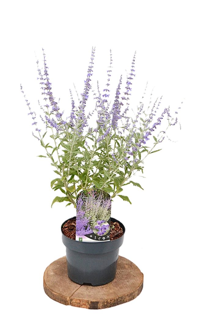Perovskia atriplicifolia Silvery Blue C3 - Heesterkwekerij JC Niesing geurende plant