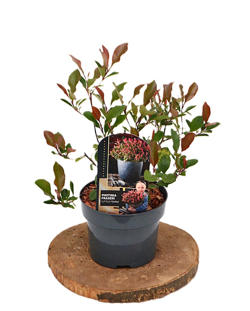 Photinia fraseri Little Fenna C2 - Heesterkwekerij JC Niesing laagblijvende photinia maart bloeier