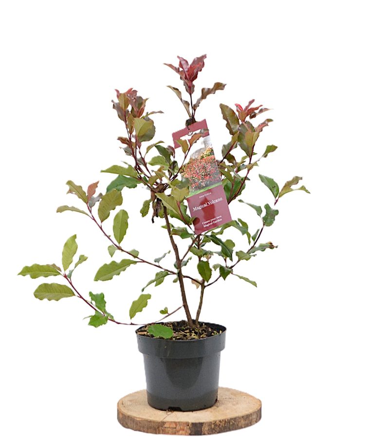 Photinia Magical Volcano C3 - Heesterkwekerij JC Niesing groenblijvende photinia met gekruld blad