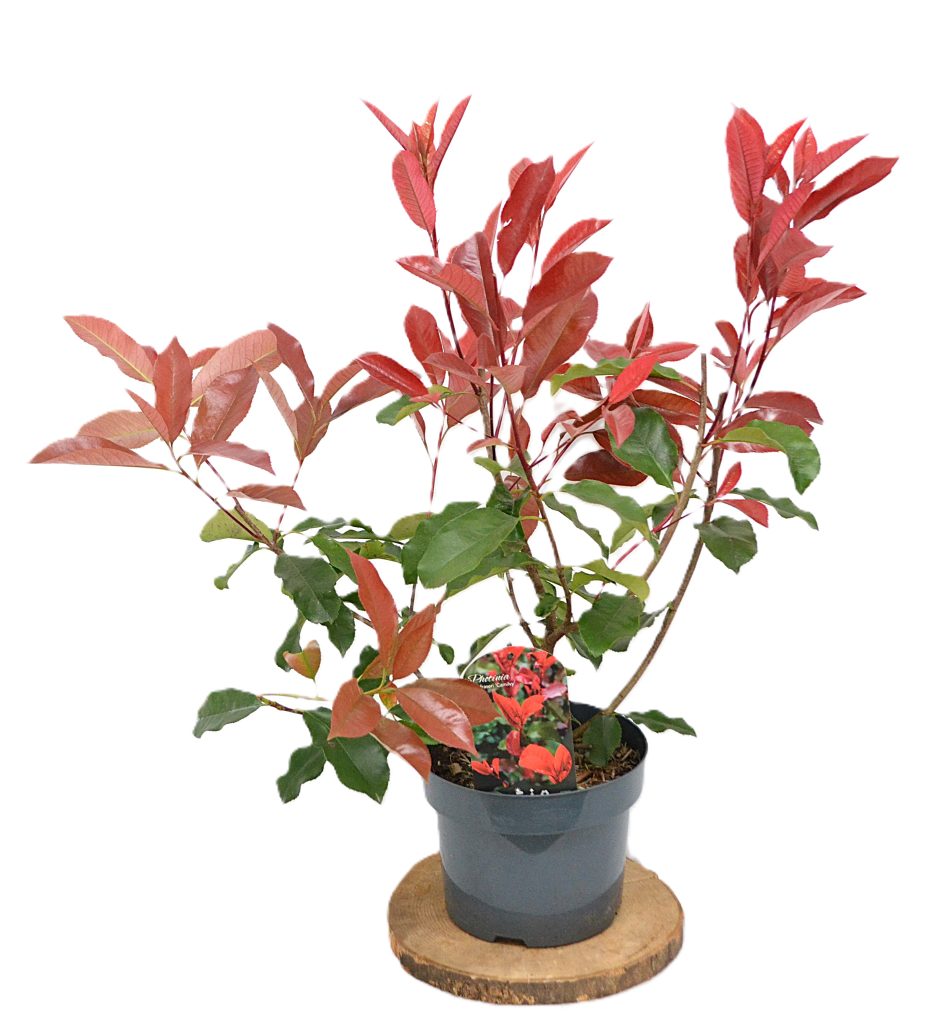 Photinia fraseri Camilvy C5 - Heesterkwekerij JC Niesing haagplant, Glansmispel, rood blad
