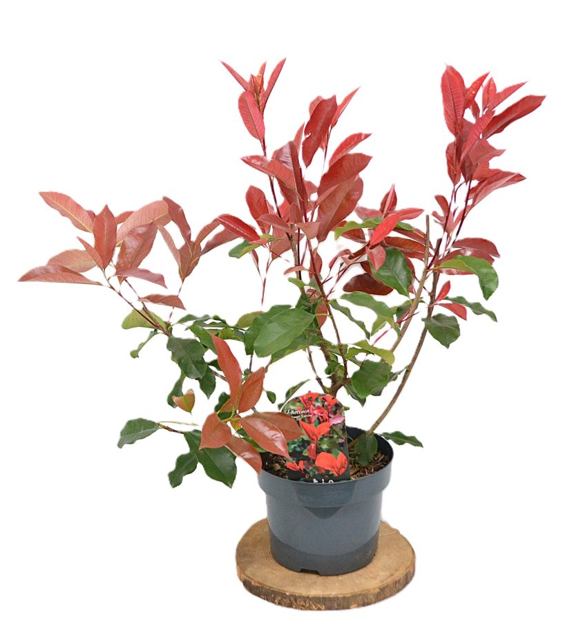 Photinia fraseri Camilvy C5 - Heesterkwekerij JC Niesing haagplant, Glansmispel, rood blad