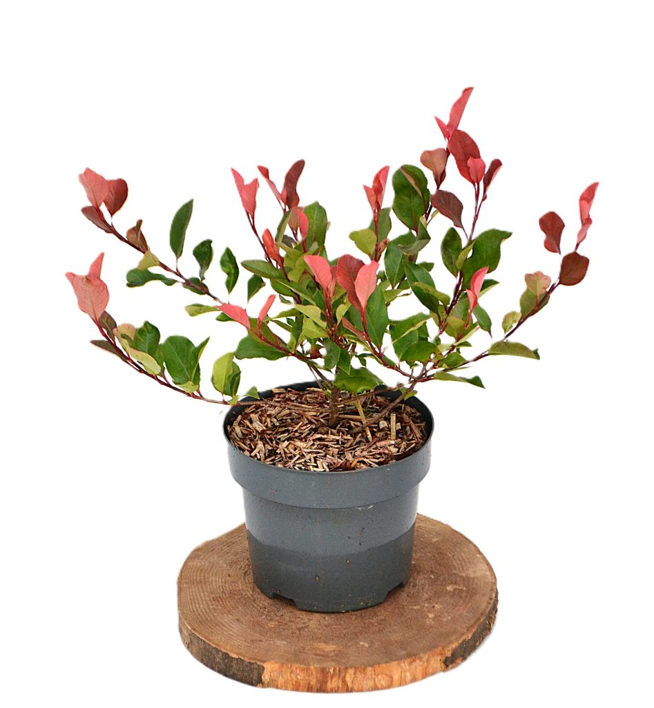 Photinia fraseri Little Red Robin C3 - Heesterkwekerij JC Niesing kleinblijvende glansmispel haagplant rood blad