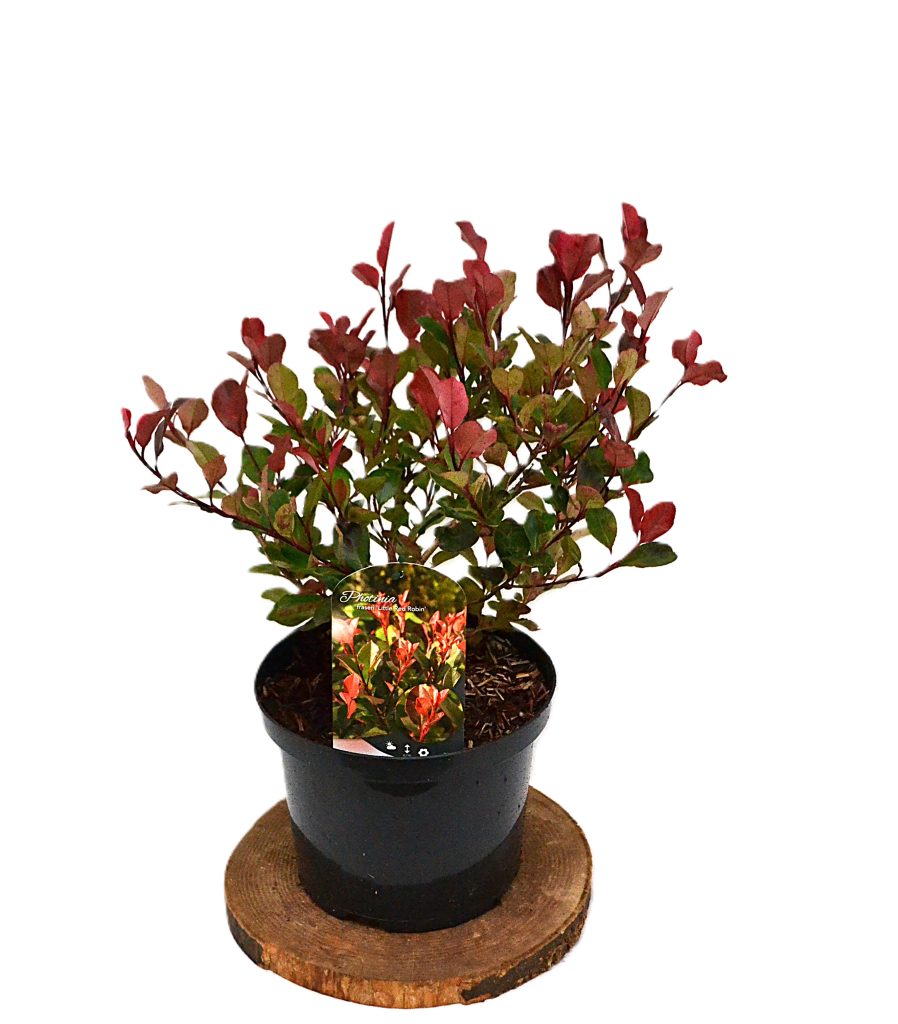 Photinia fraseri Little Red Robin C5 - Heesterkwekerij JC Niesing kleinblijvende glansmispel, haagplant, rood blad