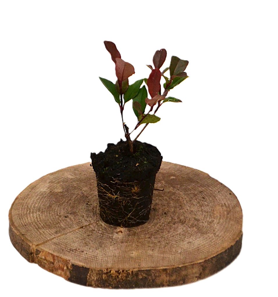 Photinia fraseri Little Red Robin plantgoed P8 - Heesterkwekerij JC Niesing