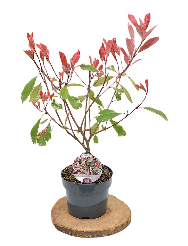 Photinia fraseri Louise C3 - Heesterkwekerij JC Niesing haagplant bont blad,