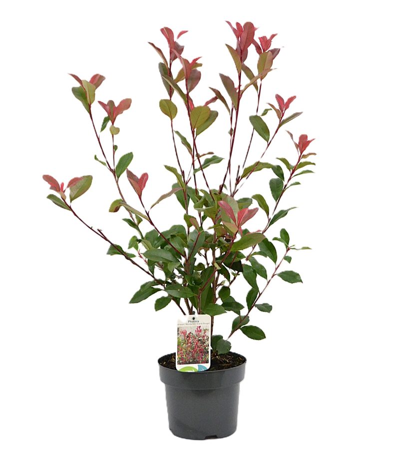 Photinia fraseri Mandarino C3 - Heesterkwekerij JC Niesing glansmispel, Carre Rouge, haagplant