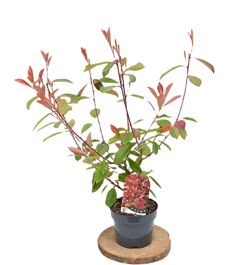 Photinia fraseri Red Light C3 - Heesterkwekerij JC Niesing haagplant rood blad