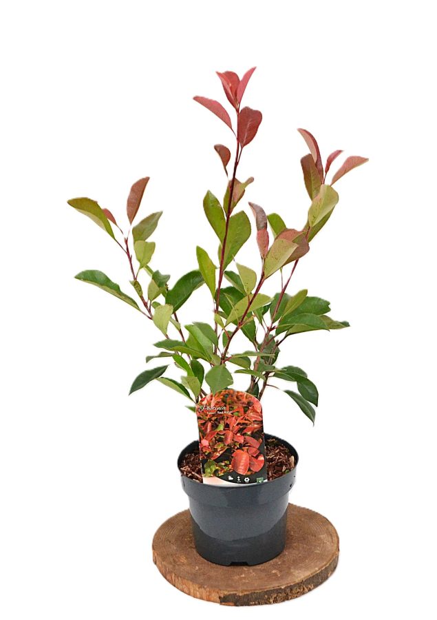 Photinia fraseri Red Robin C3 - Heesterkwekerij JC Niesing populaire groenblijvende glansmispel haagplant