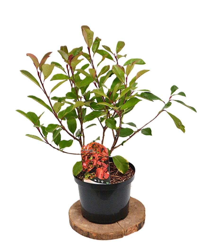Photinia fraseri Red Robin C5 - Heesterkwekerij JC Niesing populaire groenblijvende glansmispel, haagplant rood blad