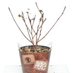 Physocarpus Diabolo met potcover
