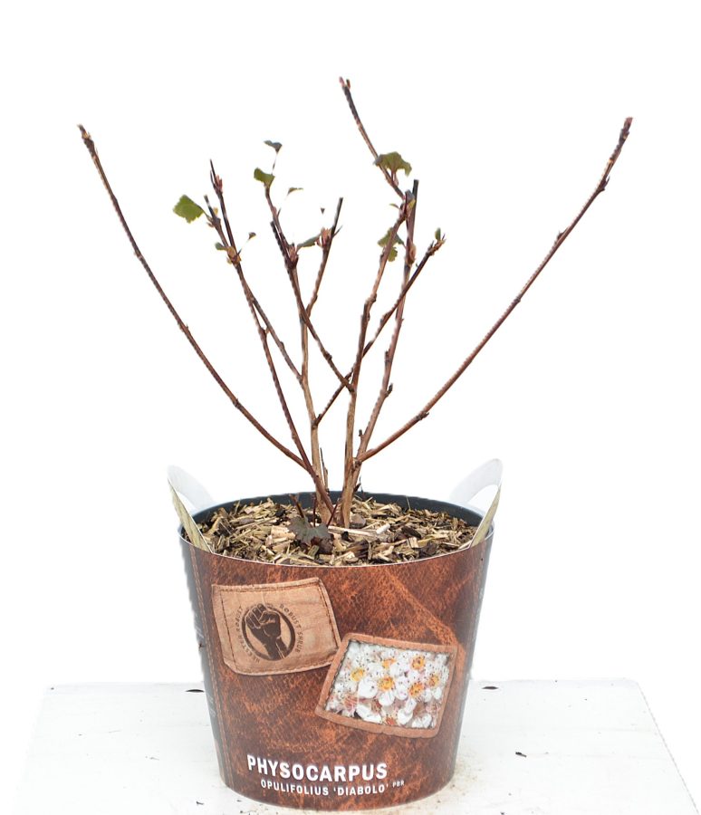 Physocarpus Diabolo met potcover