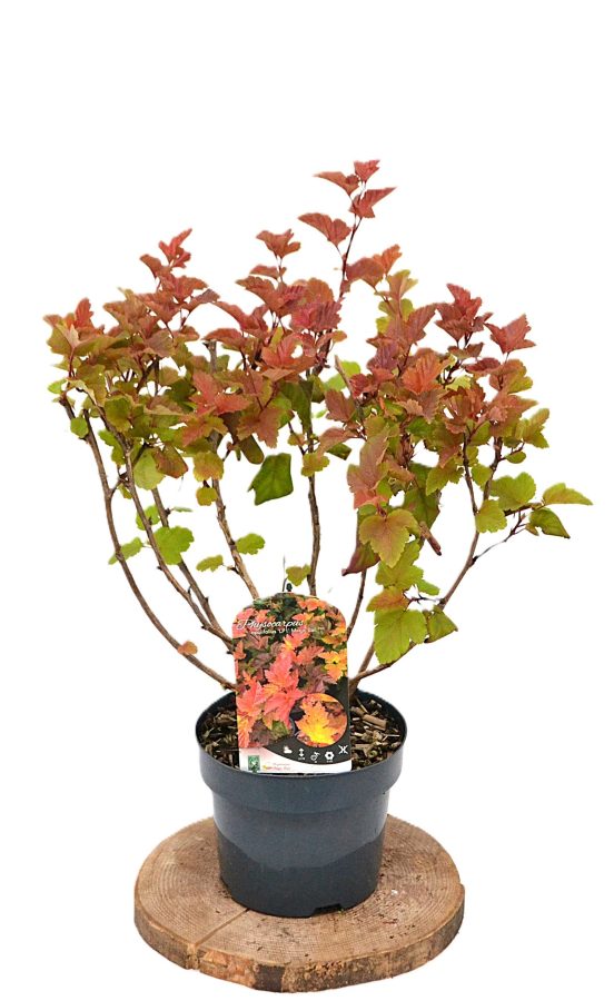 Physocarpus opulifolius Magic Ball C3 - Heesterkwekerij JC Niesing