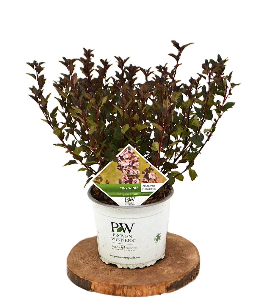 Physocarpus opulifolius Tiny Wine C3 - Heesterkwekerij JC Niesing donkerpaars blad
