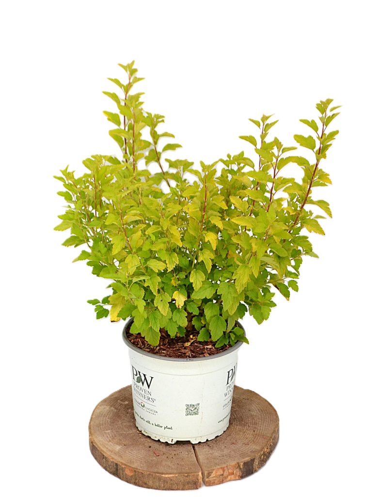 Physocarpus Tiny Wine Gold C3 - Heesterkwekerij JC Niesing compacte gelige physocarpus