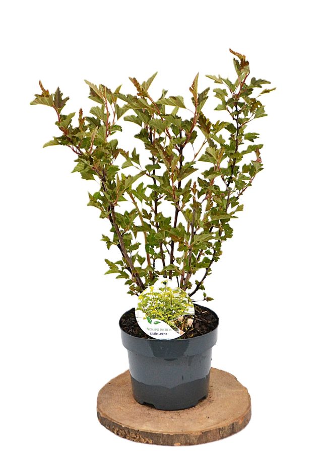 Physocarpus opulifolius Little Leena C3 - Heesterkwekerij JC Niesing compacte Physocarpus