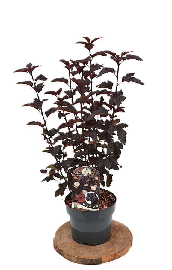 Physocarpus opulifolius Panther C3 - Heesterkwekerij JC Niesing zwart blad, zwarte steel