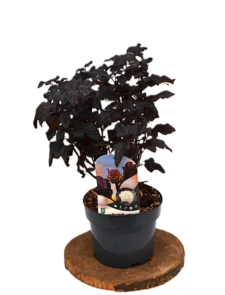 Physocarpus opulifolius Rubella C3 - Heesterkwekerij JC Niesing laagblijvende physocarpus haagplant