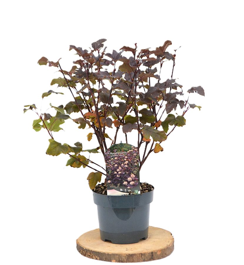 Physocarpus opulifolius Diabolo C3 - Heesterkwekerij JC Niesing roodblad