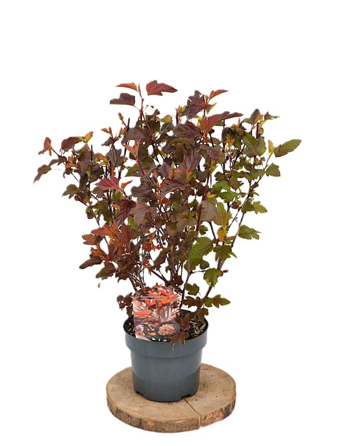 Physocarpus opulifolius Lady in Red C3 - Heesterkwekerij JC Niesing haagplant