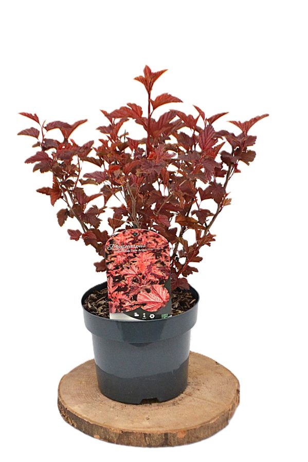 Physocarpus opulifolius Little Angel C3 - Heesterkwekerij JC Niesing rood blad, haagplant