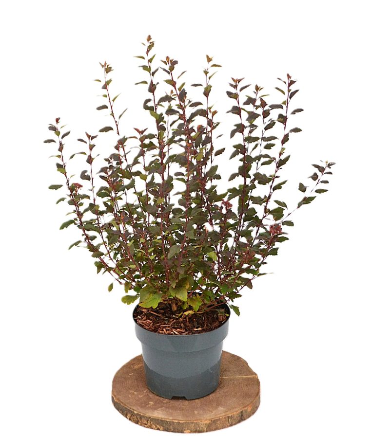 Physocarpus opulifolius Little Joker C3 - Heesterkwekerij JC Niesing haagplant